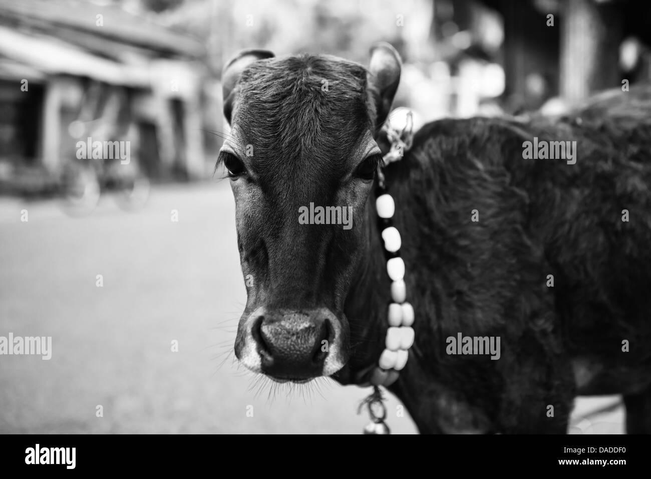 Le veau sur une rue de la ville avec une cloche autour du cou. Le noir et blanc photo Banque D'Images