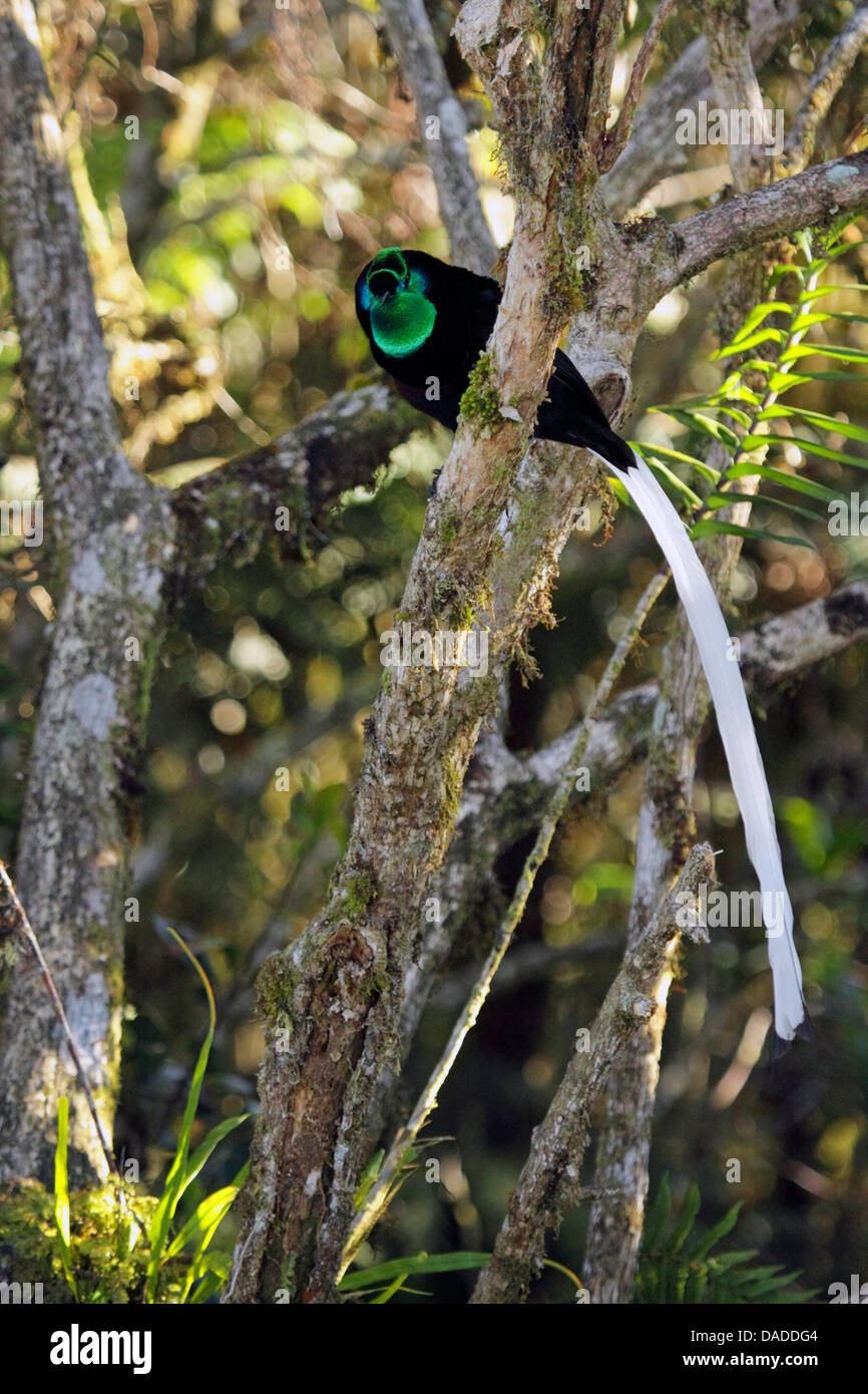 À queue ruban oiseau du paradis (Astrapia mayeri), homme assis sur une branche, la Papouasie À queue ruban oiseau du paradis (Astrapia mayeri), homme assis sur une branche, la Papouasie