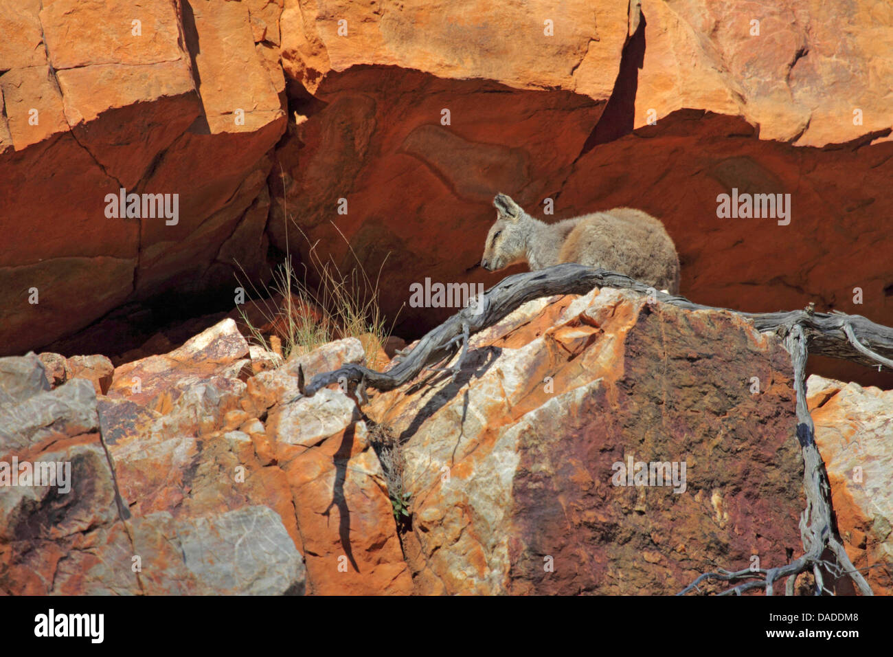 Black-footed rock wallaby (Petrogale lateralis), assis dans les crevasses, l'Australie, Territoire du Nord, l'Ouest MacDonnell, Ormiston Gorge Banque D'Images