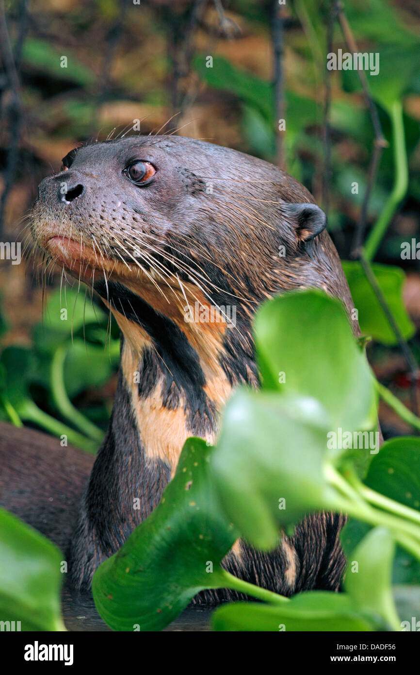 La loutre géante (Pteronura brasiliensis), dans l'eau entouré de jacinthes d'eau, Brésil, Mato Grosso, Pantanal, Rio Cuiaba Banque D'Images