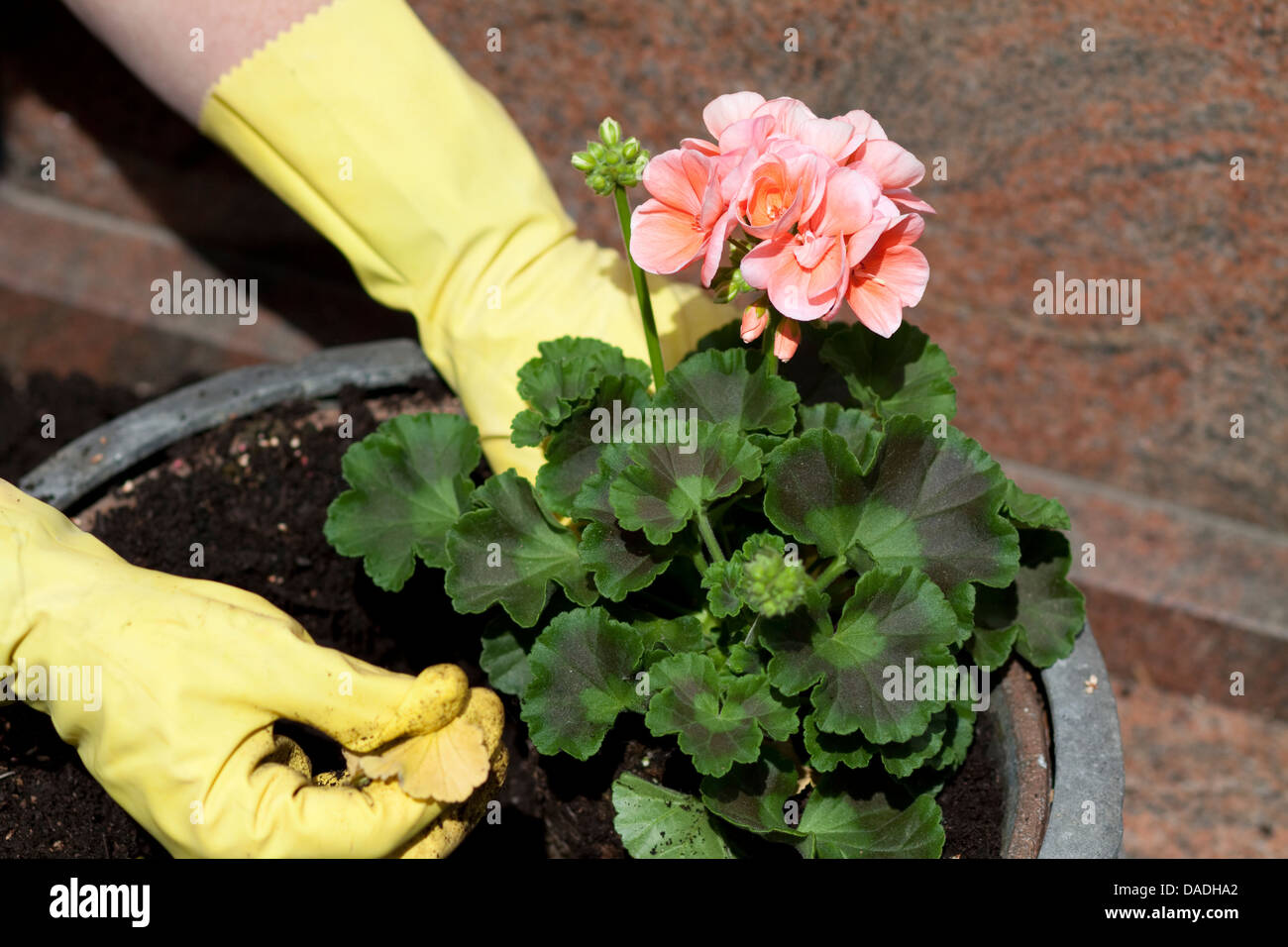 Fleur de géranium avec une usine Banque D'Images