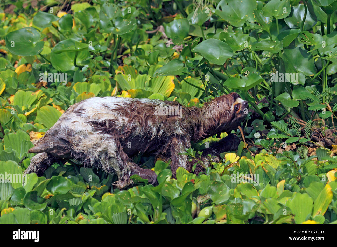 Brown-throated sloth (Bradypus variegatus), paresse humide après le bain à la rivière, Pérou, Loreto, Reise Eco River Banque D'Images