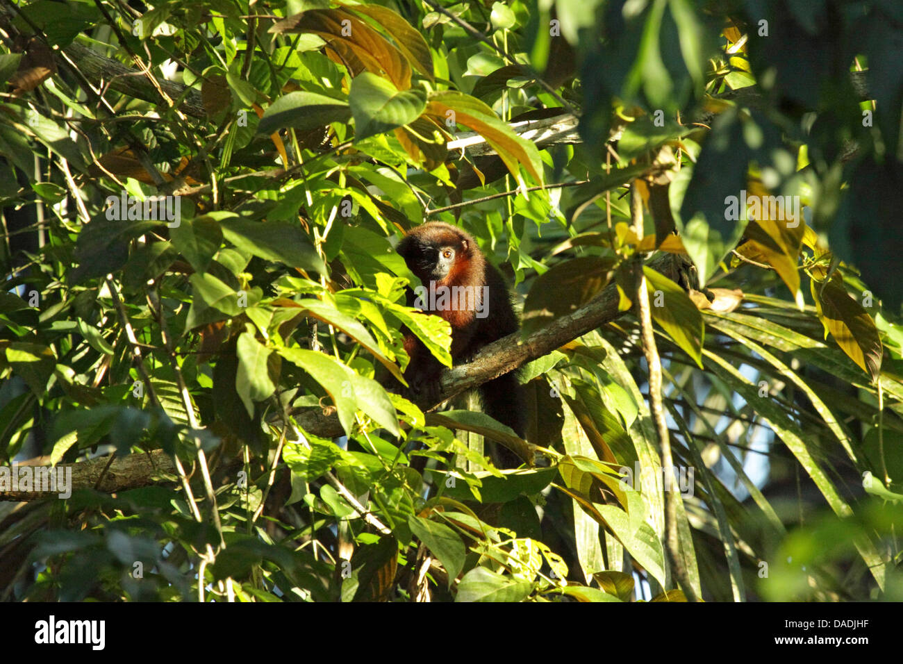 Les singes titi (Callicebus spec.), assis sur un arbre, le Pérou, Loreto, Reise Eco River Banque D'Images