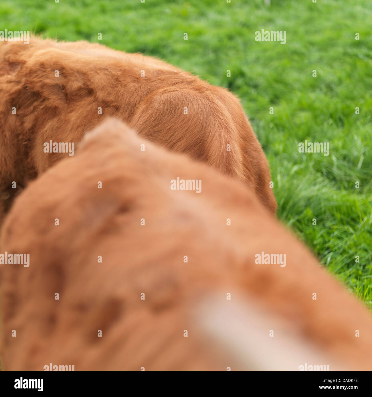 Brown cow in field, Close up Banque D'Images