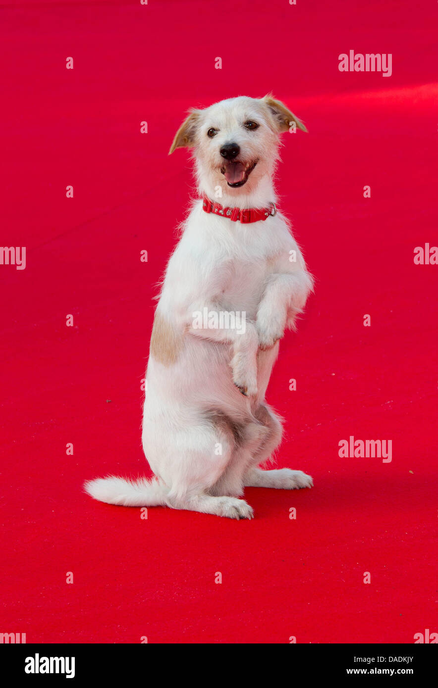Dog milou Banque de photographies et d'images à haute résolution - Alamy