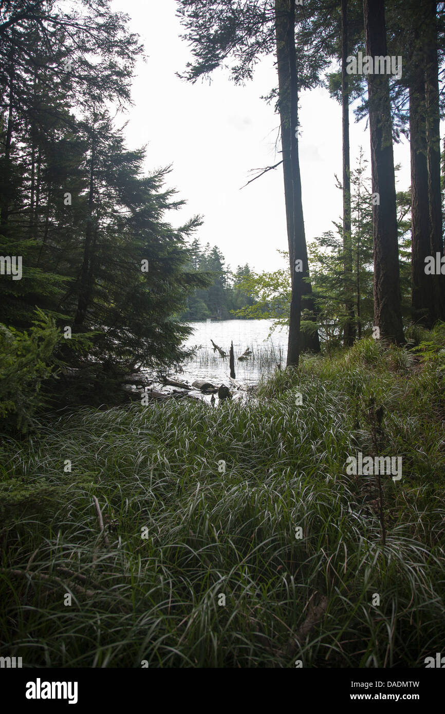 Bois et Lac, Orcas Island, Washington State, USA Banque D'Images