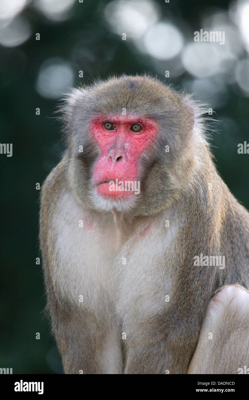Macaque japonais, snow monkey (Macaca fuscata), portrait Banque D'Images