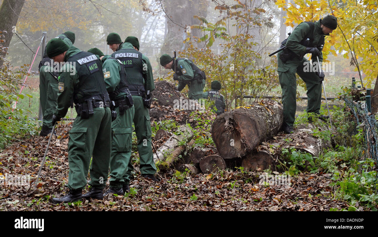 Les agents de police rechercher des traces dans une forêt à Augsburg, Allemagne, 31 octobre 2011. Le 28 octobre 2011, un agent de police a été abattu lors d'une fusillade dans la nuit, un autre officier a été blessé. Les auteurs se sont enfuis dans la forêt. STEFAN UDRY Banque D'Images