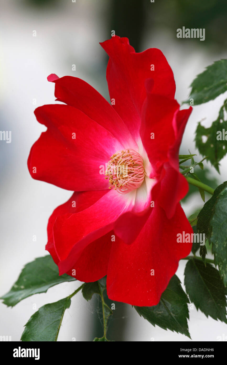 Plantes ornementales rosier (Rosa spec.), simple rose rouge Banque D'Images