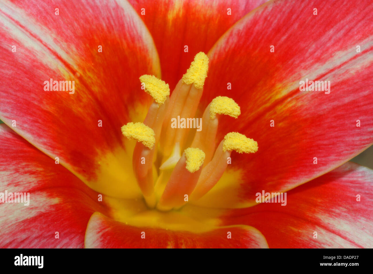 Jardin commun tulip (Tulipa spec.), Red Tulip Banque D'Images