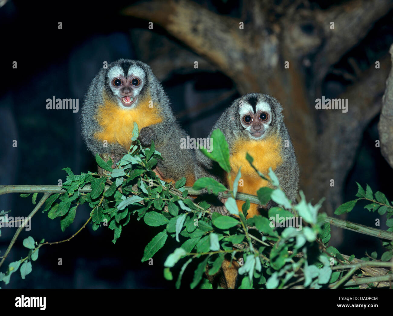 Singe douroucouli, nuit, Humboldt's night monkey (Aotus trivirgatus Aotus trivirgatus), deux singes de nuit, assis sur une branche Banque D'Images
