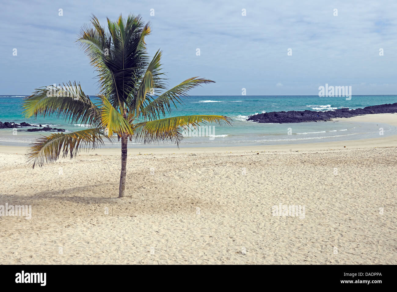 Palm sur plage de sable fin, l'Équateur, Îles Galápagos, Isabela, Puerto Villamil Banque D'Images