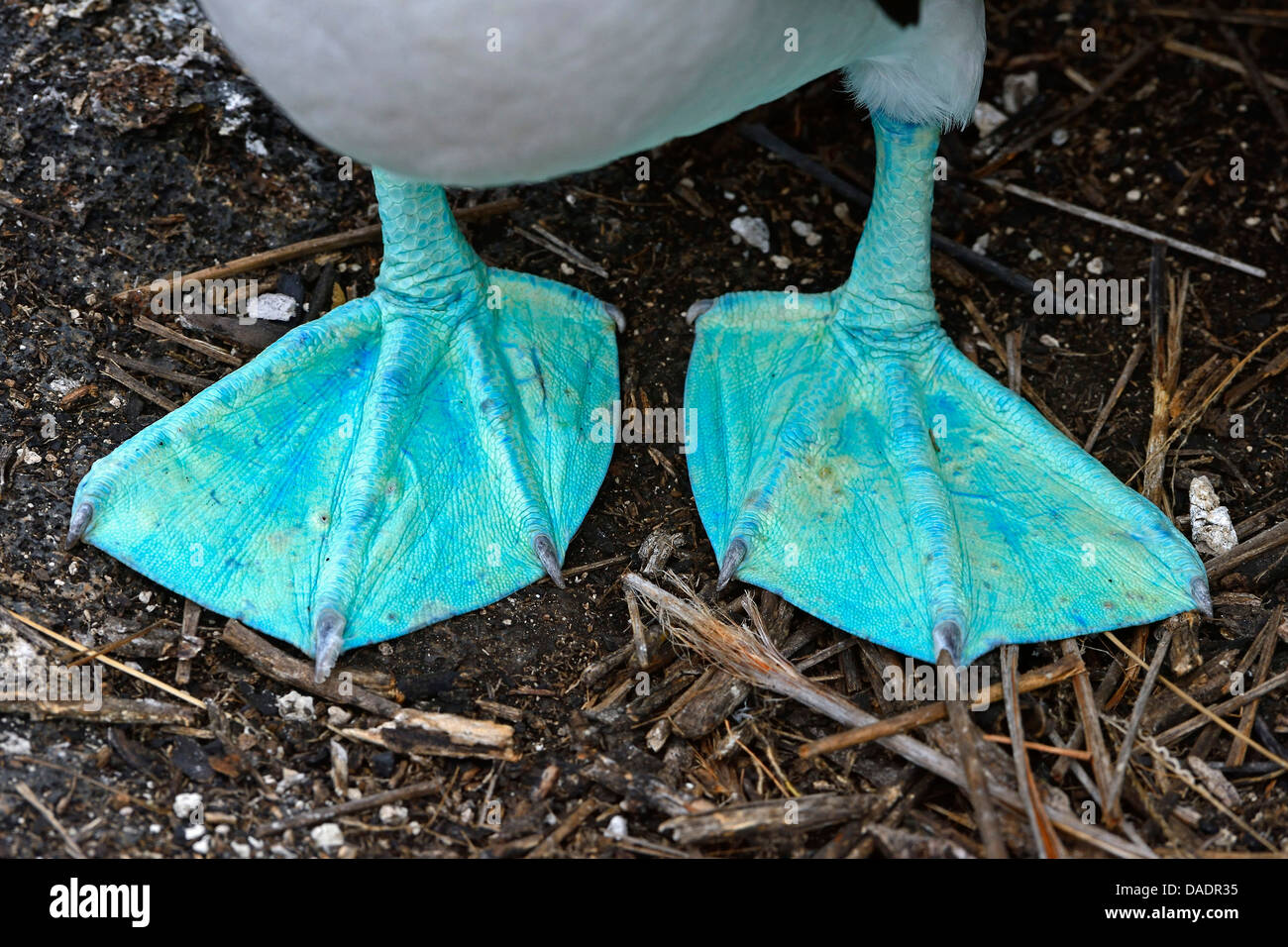 Fou Pieds Bleus Sula Nebouxii Pattes Bleues quateur les Fou Pieds Bleus Sula Nebouxii Pattes Bleues quateur les