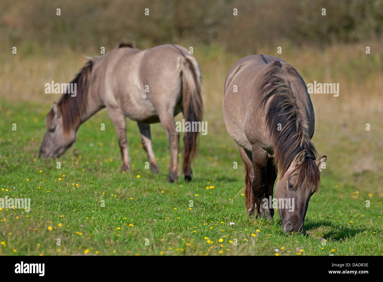 Konik Cheval (Equus przewalskii f. caballus), étalon et mare paissant dans un pré, Allemagne, Schleswig-Holstein, elle Woehrdener Loch Banque D'Images