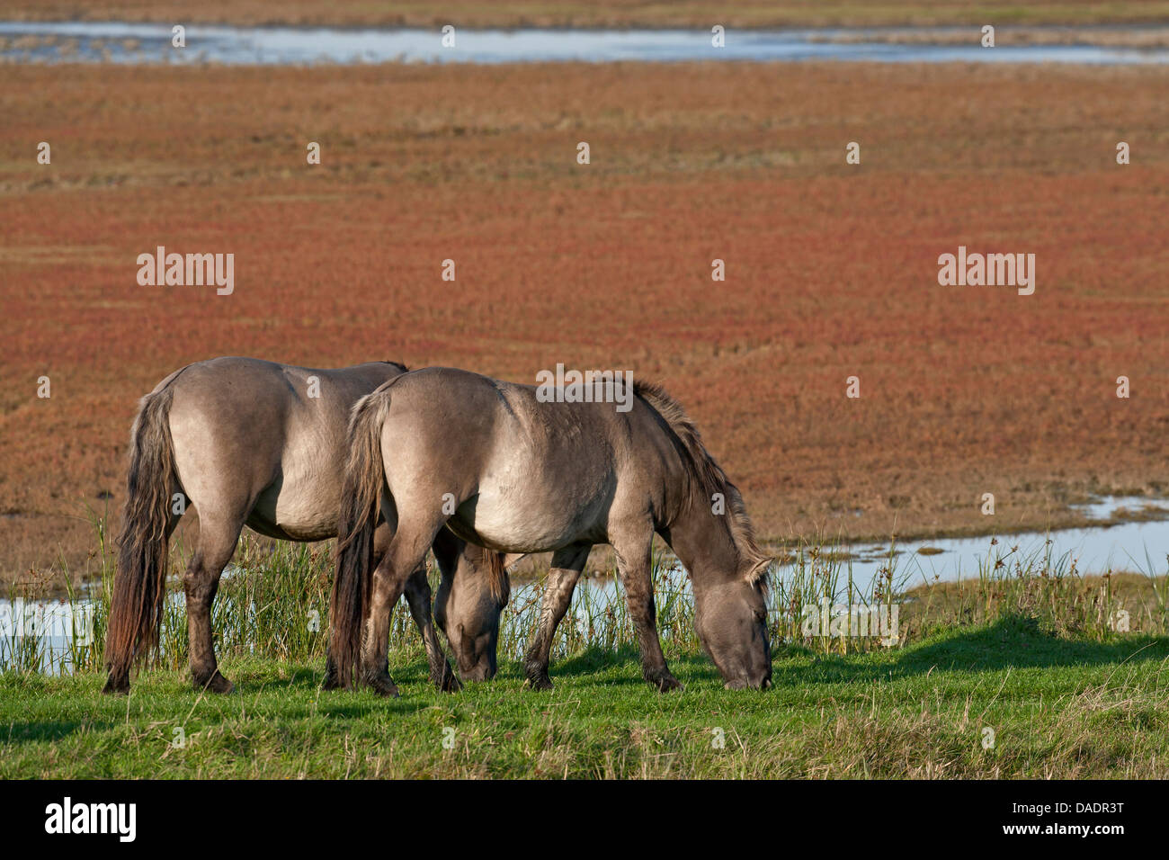 Konik Cheval (Equus przewalskii f. caballus), étalon et mare le pâturage, l'Allemagne, Schleswig-Holstein, NSG Woehrdener Loch Banque D'Images