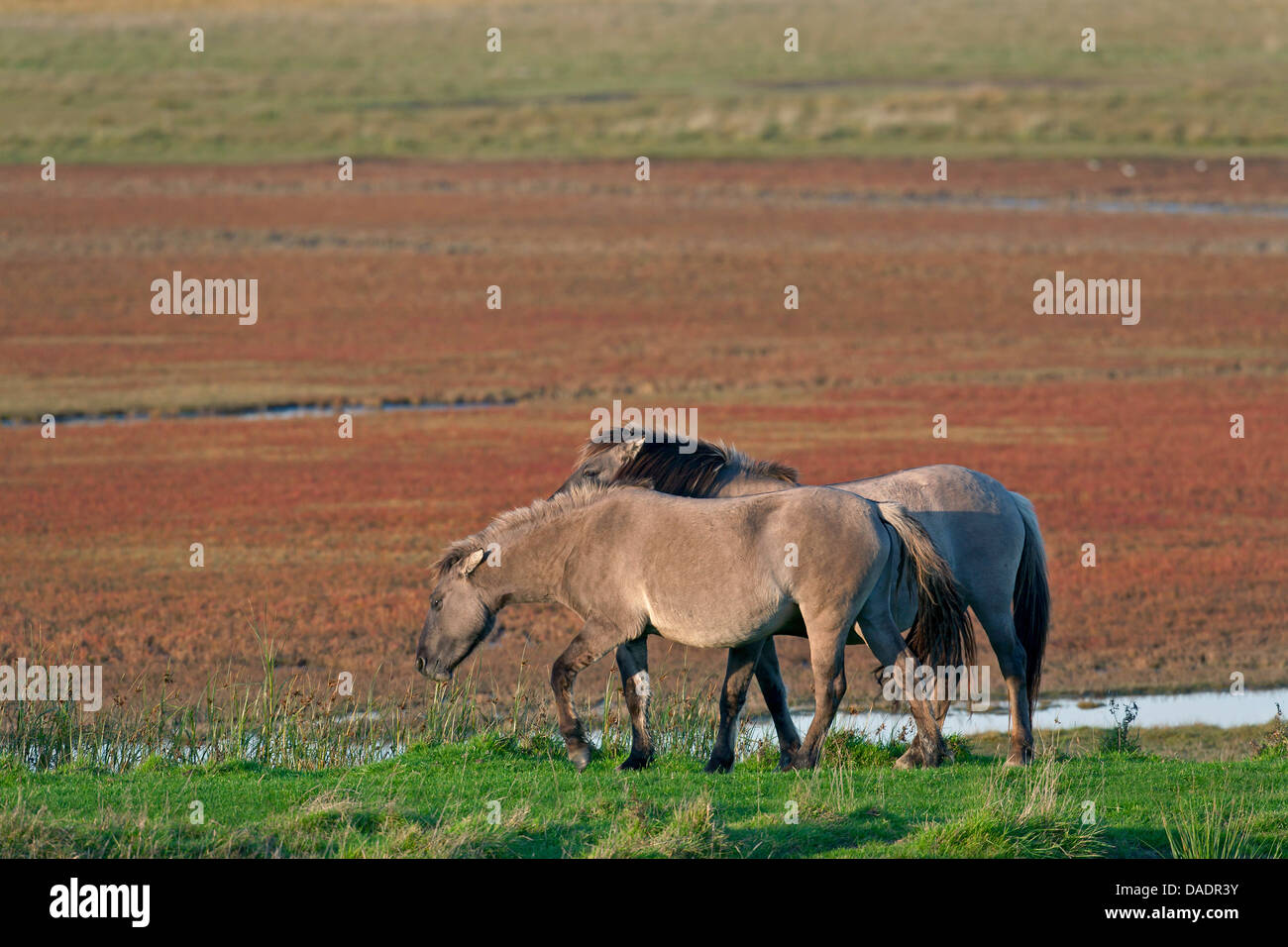Konik Cheval (Equus przewalskii f. caballus), étalon et mare le pâturage, l'Allemagne, Schleswig-Holstein, NSG Woehrdener Loch Banque D'Images
