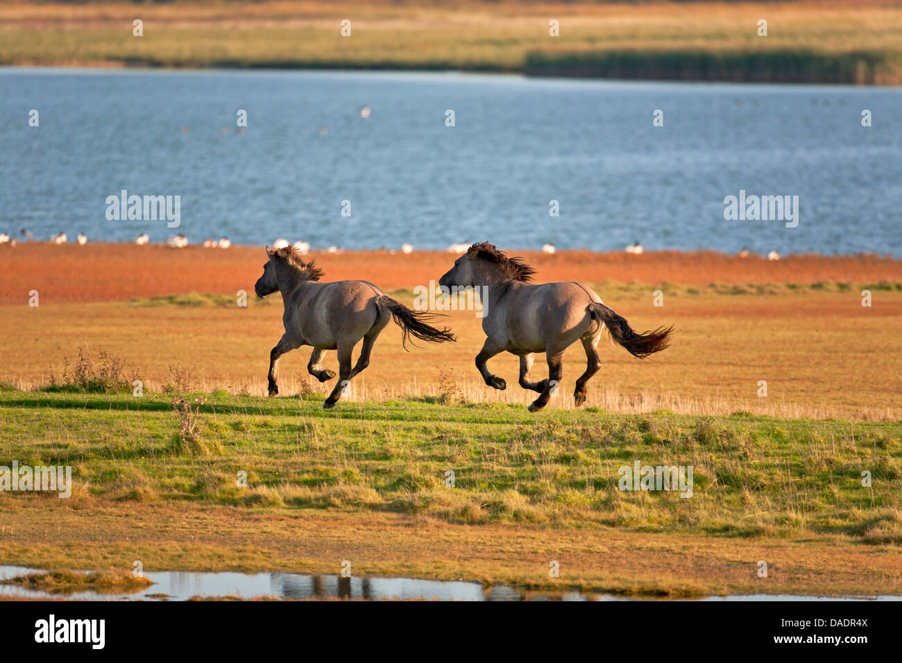 Konik Cheval (Equus przewalskii f. caballus), étalon et mare galopping dans un pré, Allemagne, Schleswig-Holstein, NSG Woehrdener Loch Banque D'Images