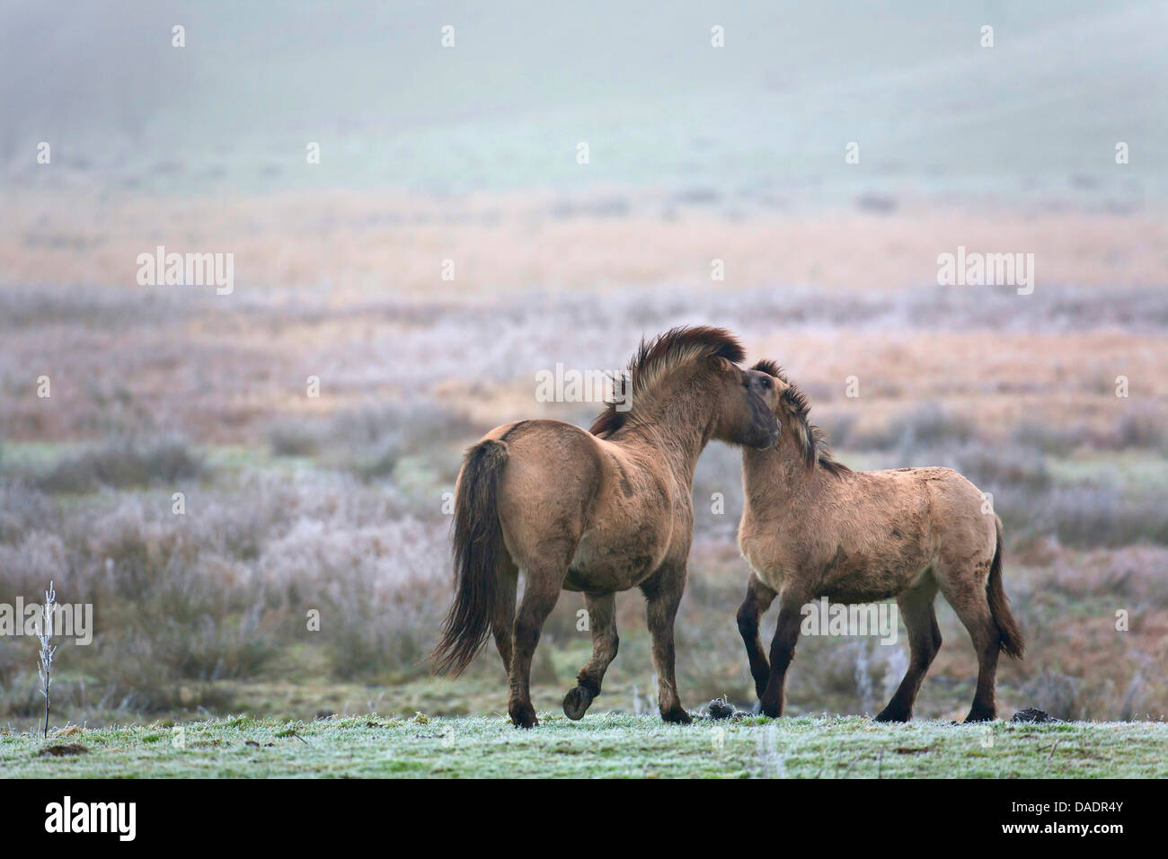 Konik Cheval (Equus przewalskii f. caballus), deux chevaux Konik en hiver, l'Allemagne, Schleswig-Holstein, elle Woehrdener Loch Banque D'Images