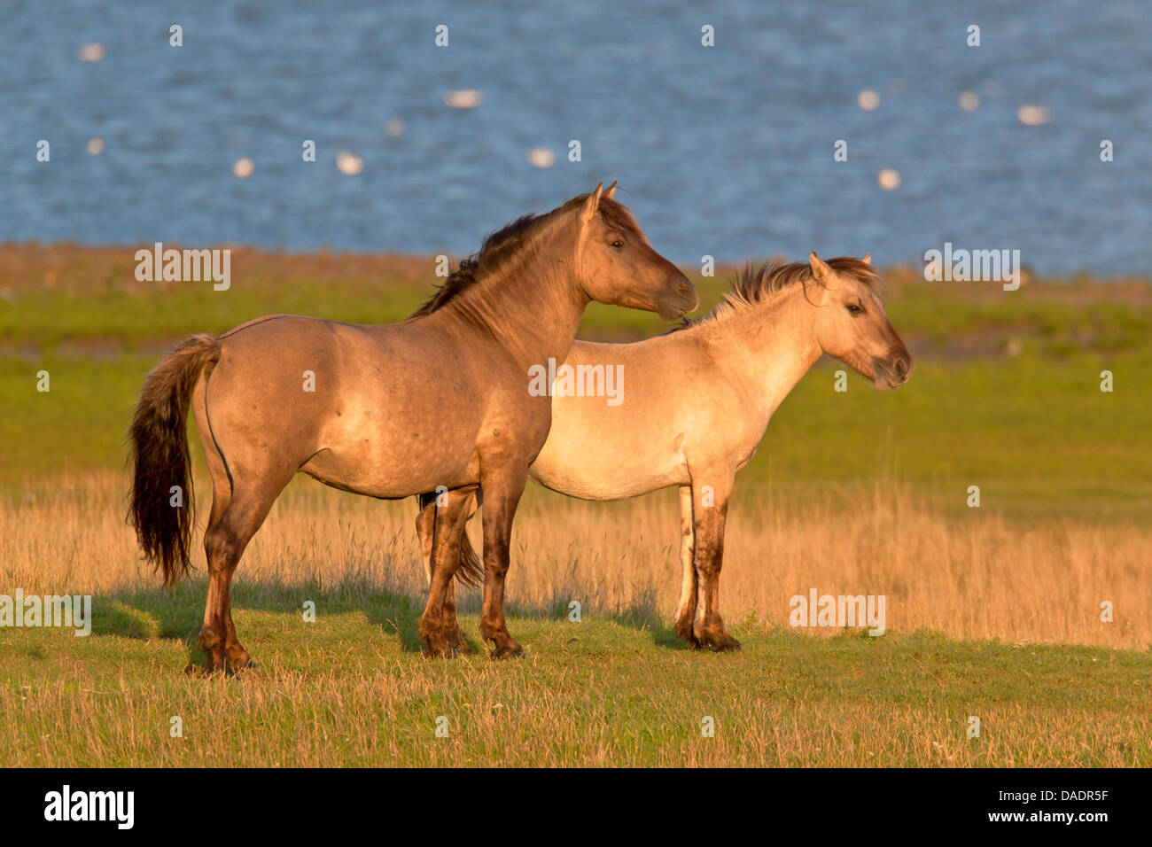 Konik Cheval (Equus przewalskii f. caballus), deux étalons dans un pré, l'Allemagne, Schleswig-Holstein, NSG Woehrdener Loch Banque D'Images