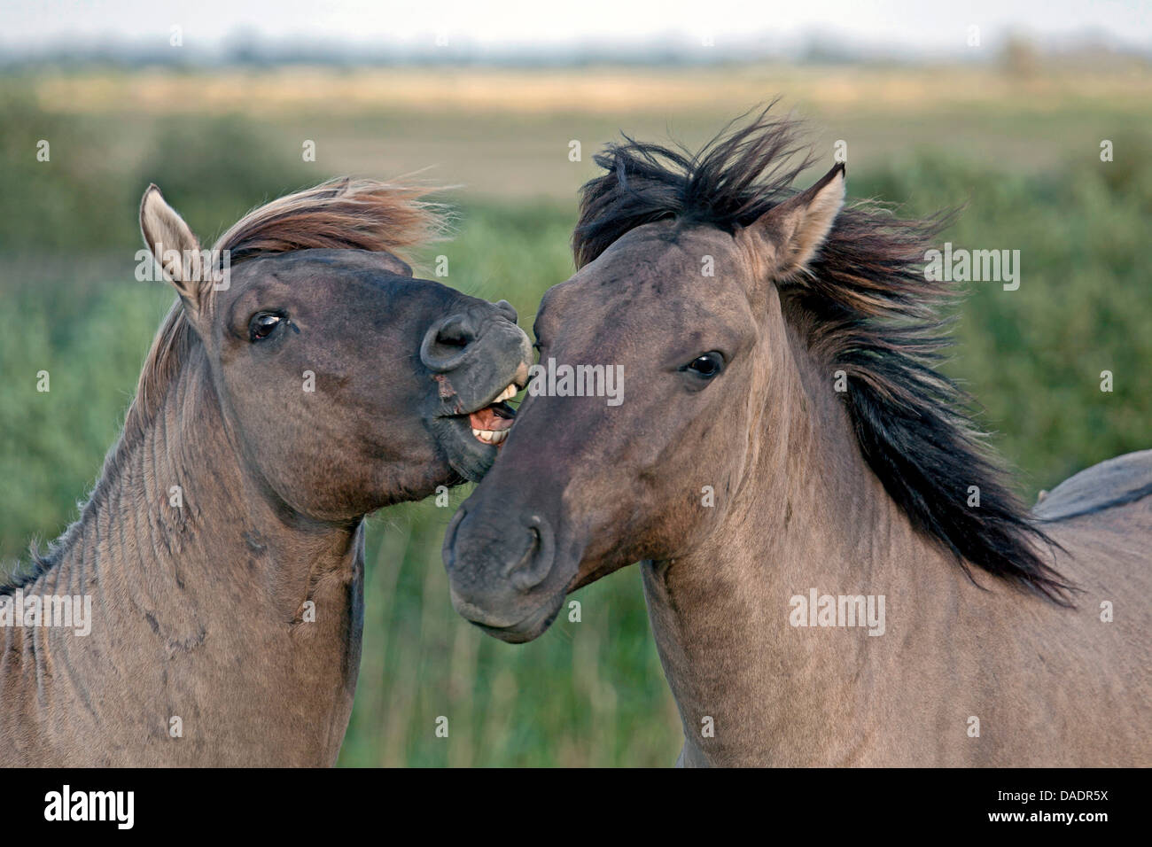 Konik Cheval (Equus przewalskii f. caballus), étalon à grignoter le visage d'un autre poney, Allemagne, Schleswig-Holstein, NSG Woehrdener Loch Banque D'Images
