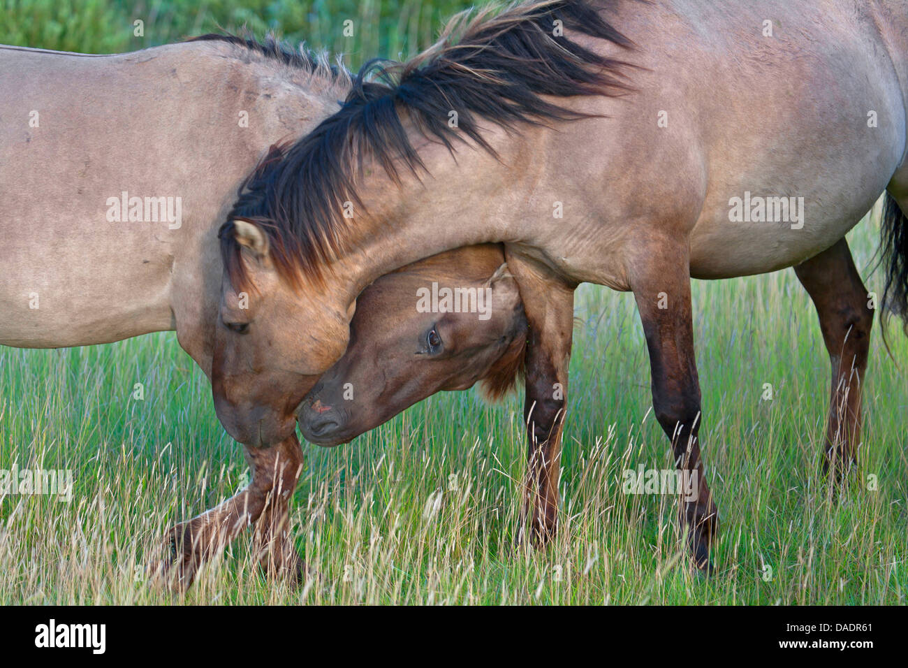 Konik Cheval (Equus przewalskii f. caballus), deux étalons d'essence à l'autre, l'Allemagne, Schleswig-Holstein, elle Woehrdener Loch Banque D'Images