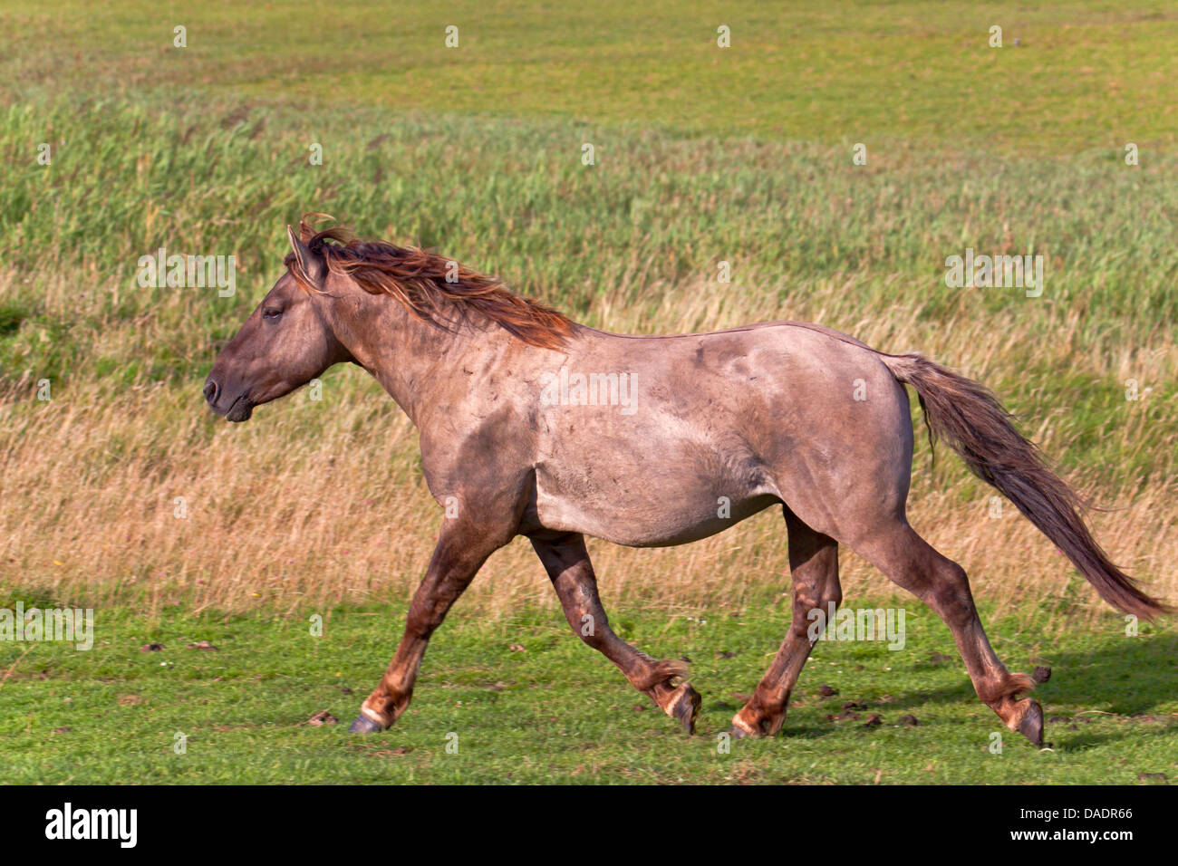 Konik Cheval (Equus przewalskii f. caballus), étalon trottant dans un pré, Allemagne, Schleswig-Holstein, NSG Woehrdener Loch Banque D'Images