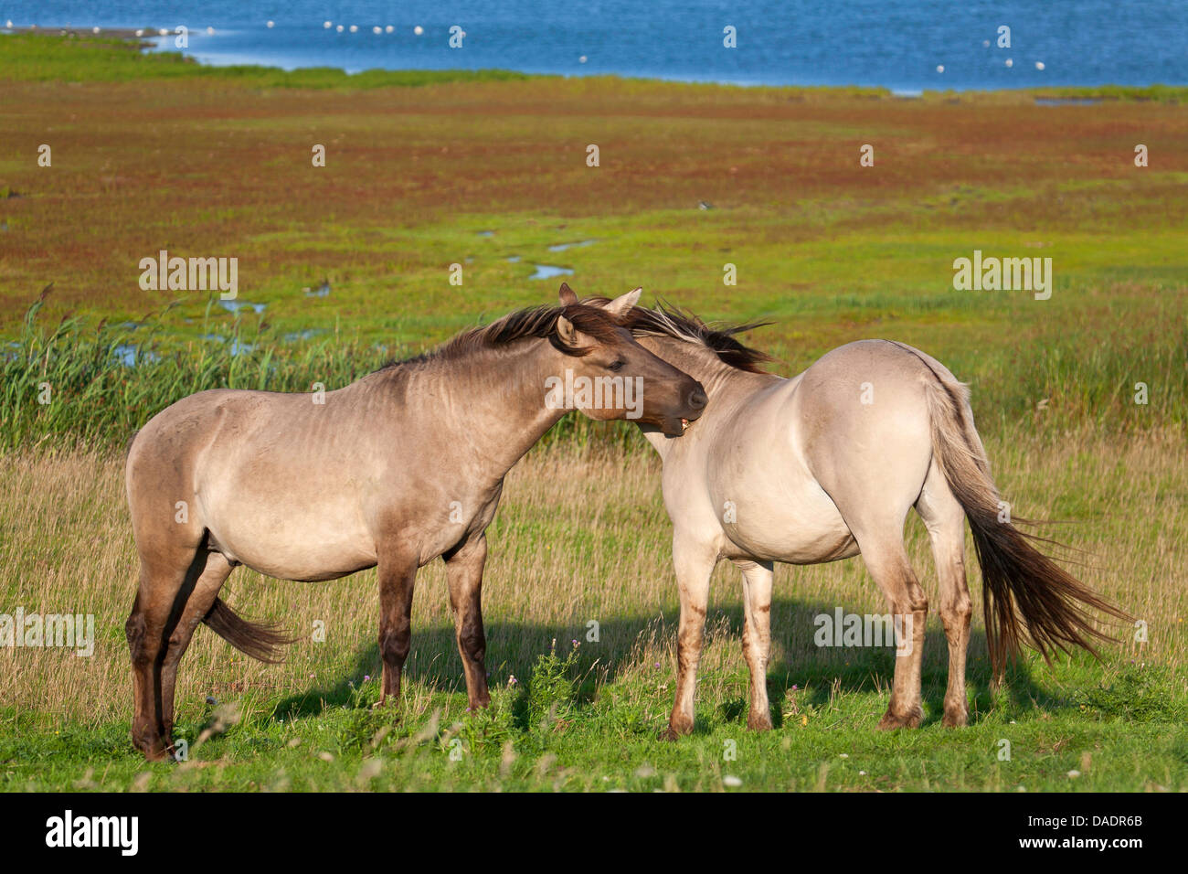 Konik Cheval (Equus przewalskii f. caballus), deux étalons dans un pré et se quereller les uns avec les autres, l'Allemagne, Schleswig-Holstein, elle Woehrdener Loch Banque D'Images