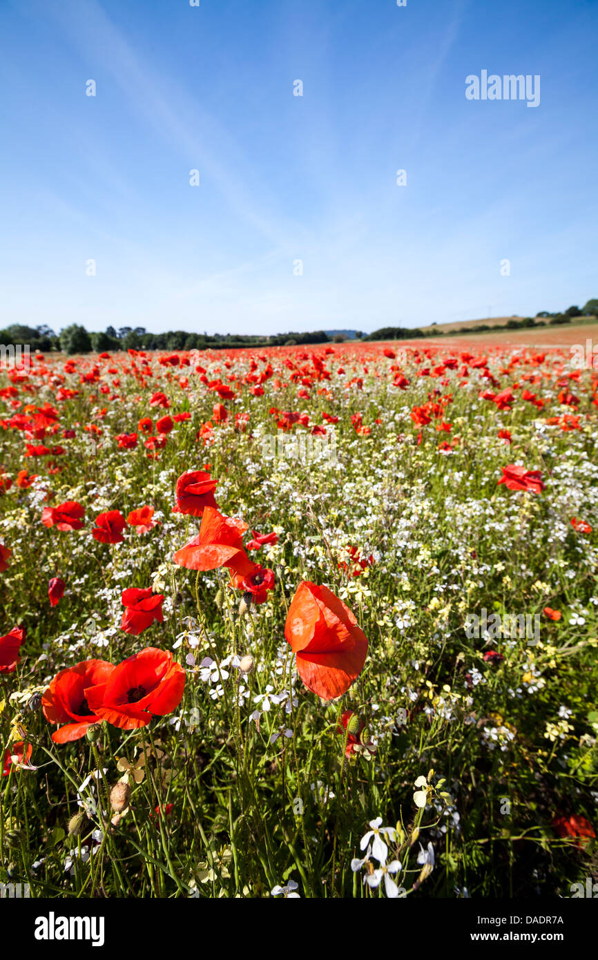 Un champ de coquelicots rouges Banque D'Images