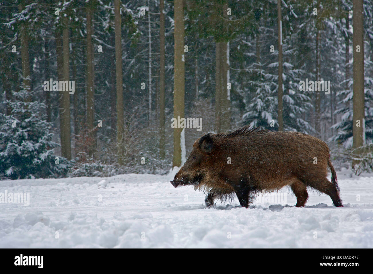 Le sanglier, le porc, le sanglier (Sus scrofa), Porcelet au premier hiver en hiver, l'Allemagne, Schleswig-Holstein Banque D'Images