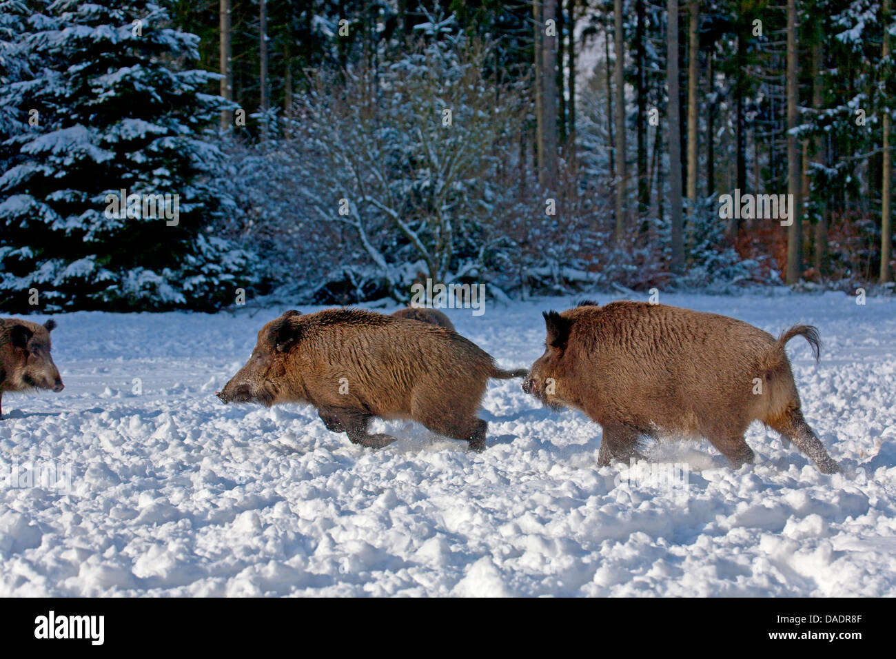 Le sanglier, le porc, le sanglier (Sus scrofa), la lutte contre les truies en hiver, l'Allemagne, Schleswig-Holstein Banque D'Images