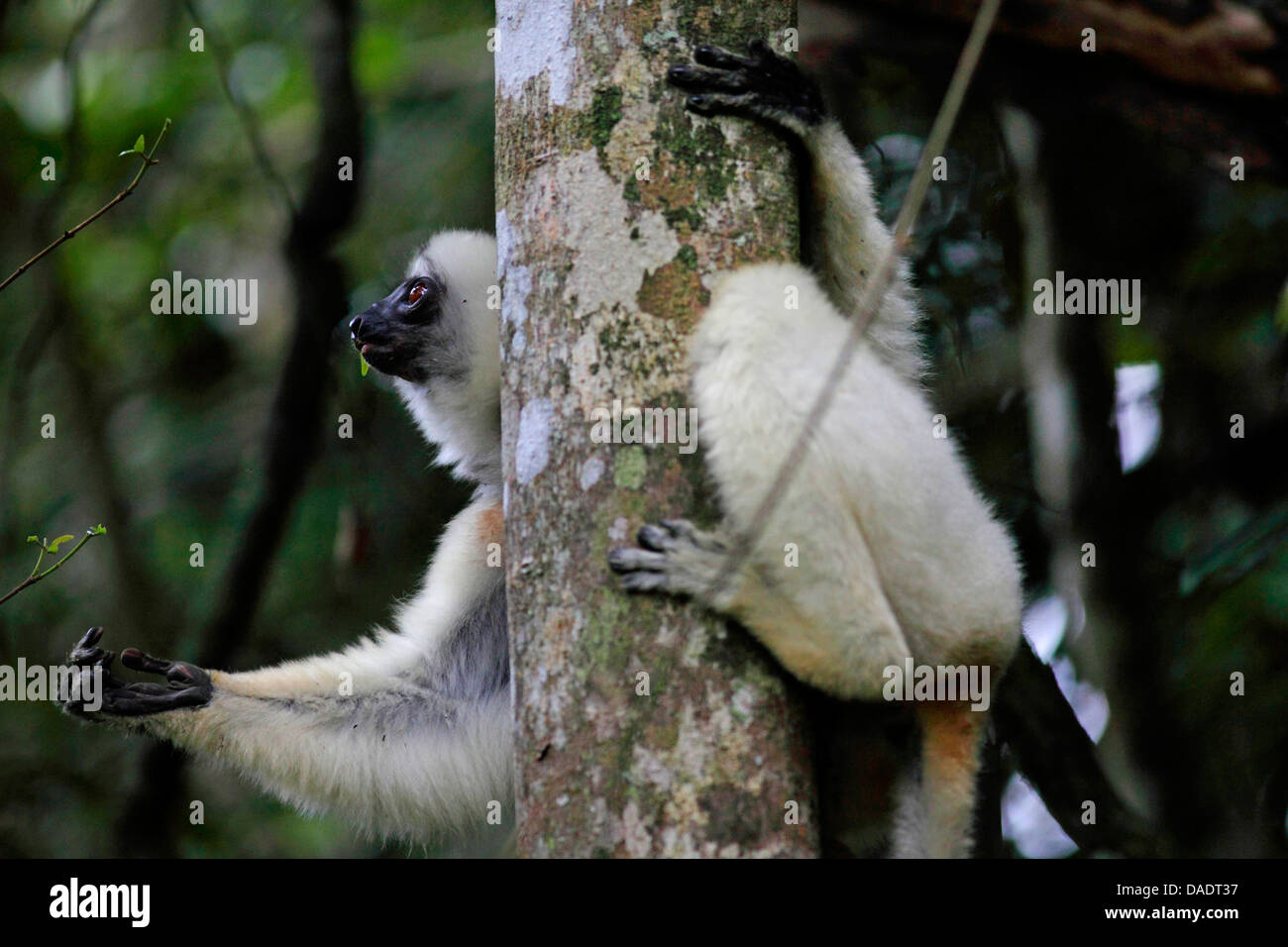 Propithèque soyeux (Propithecus candidus), assis sur le tronc d'arbre et se nourrissent de feuilles, de Madagascar, le Parc National de Marojejy, Antsirananana Banque D'Images