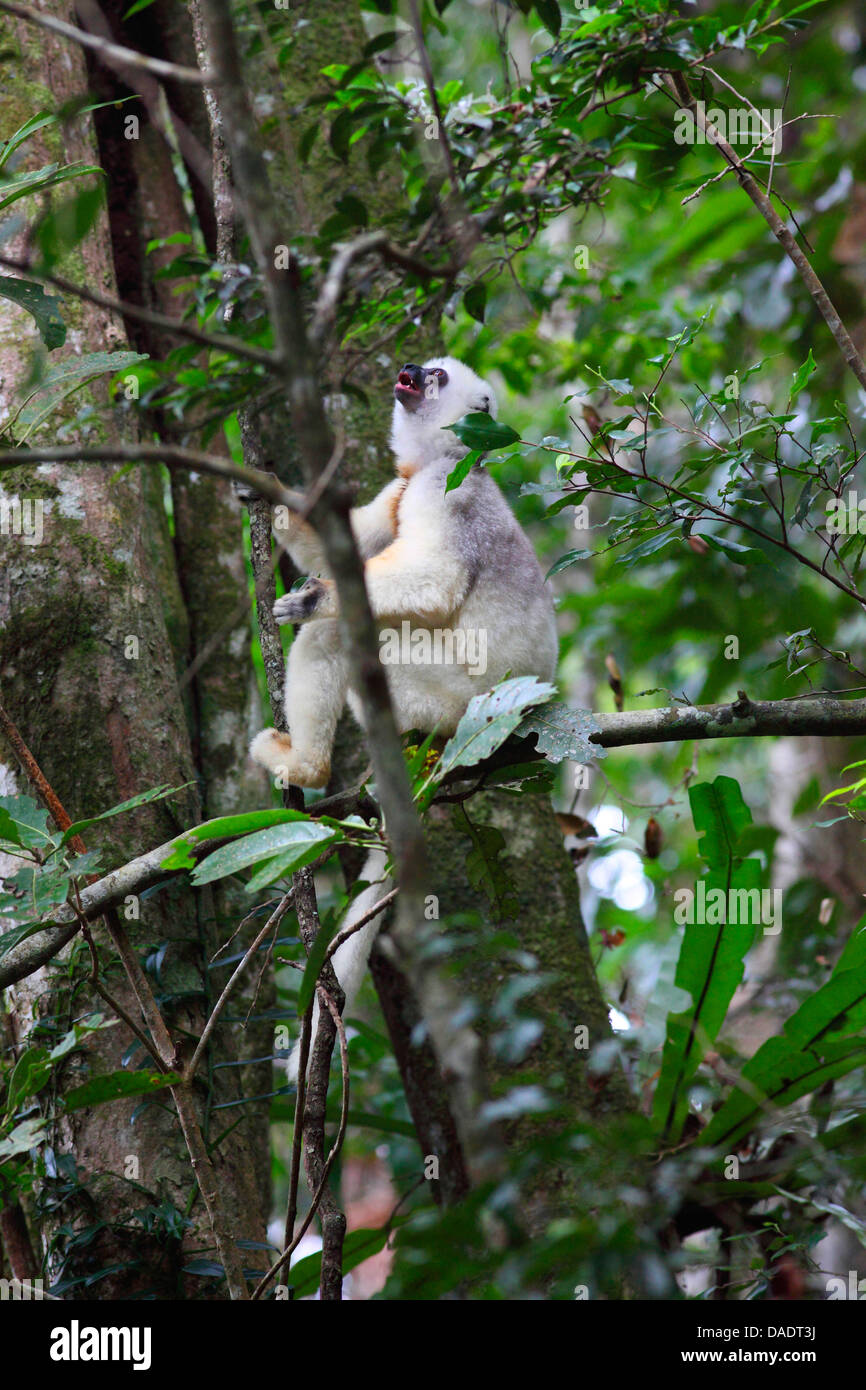 Propithèque soyeux (Propithecus candidus), assis dans un arbre, à Madagascar, le Parc National de Marojejy, Antsirananana Banque D'Images
