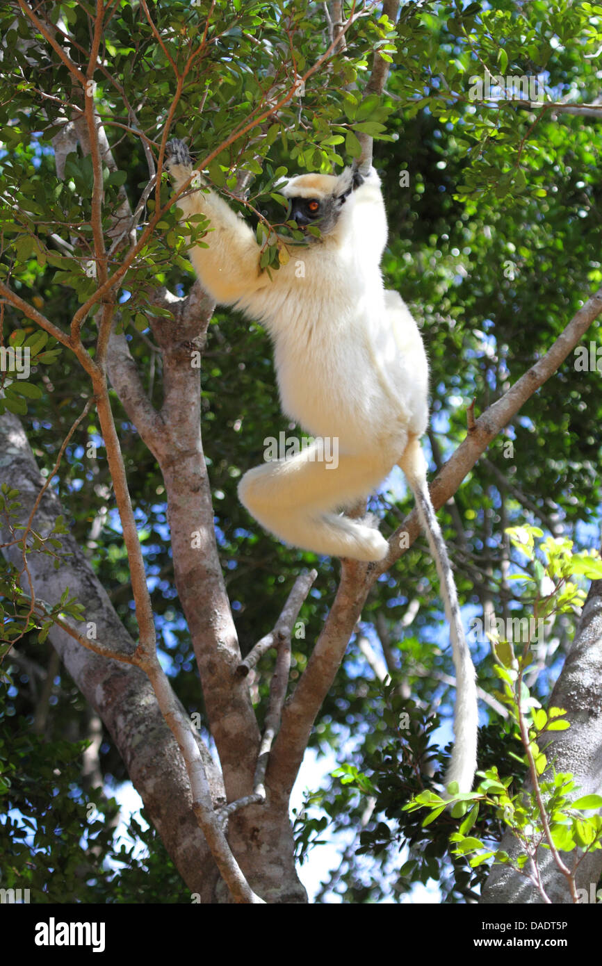 Propithèque à couronne dorée, le propithèque de Tattersall (Propithecus tattersalli), grimper sur un arbre, Madagascar, Antsiranana, Daraina Banque D'Images