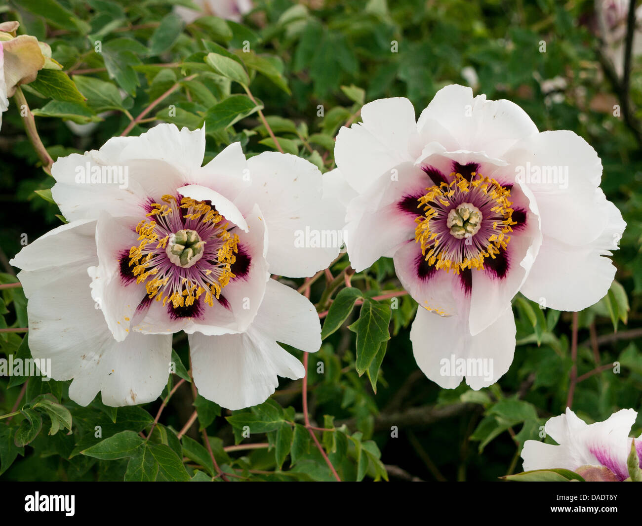 Close up de deux pivoines blanches dans la région de Chenies House Gardens, Buckinghamshire, UK Banque D'Images