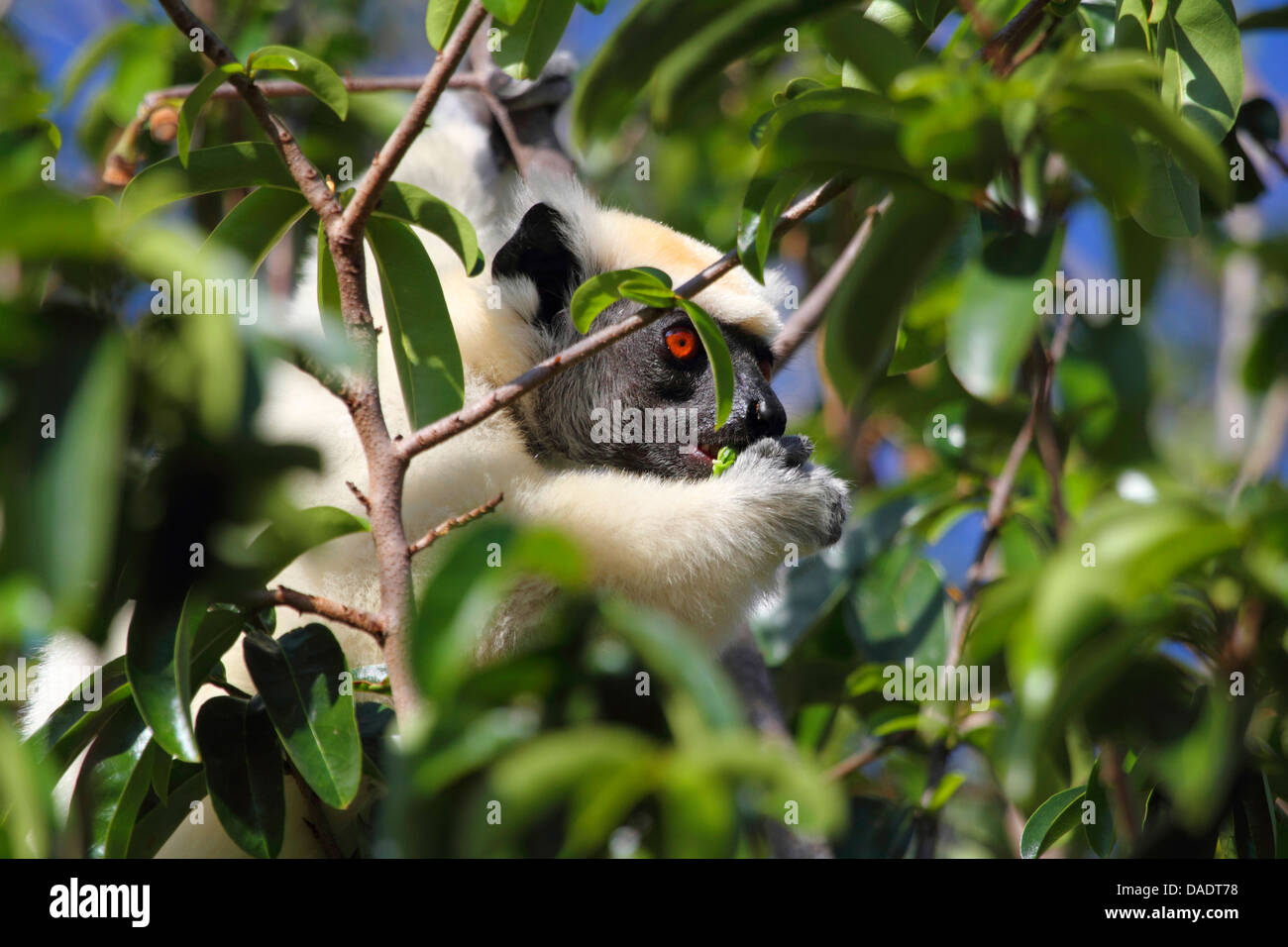 Propithèque à couronne dorée, le propithèque de Tattersall (Propithecus tattersalli), assis sur un arbre et de manger, Madagascar, Antsiranana, Daraina Banque D'Images