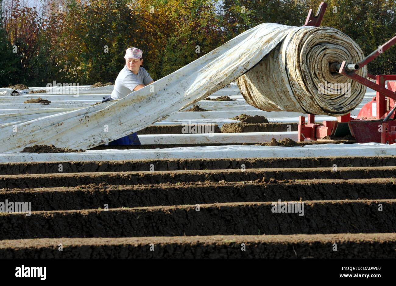 Une travailleuse roumaine se déroule le rouleau de papier d'aluminium à partir d'un tracteur sur lits fraîchement posées de l'asperge dans Schallstadt-Wolfenweiler, Allemagne, 02 novembre 2011. Le travail de la prochaine récolte de l'asperge est en cours dans le sud-ouest de l'Allemagne. En janvier et février, le film sera tourné et sera couvert avec la chaleur du soleil noir, la collecte de côté. Photo : Rolf Haid Banque D'Images