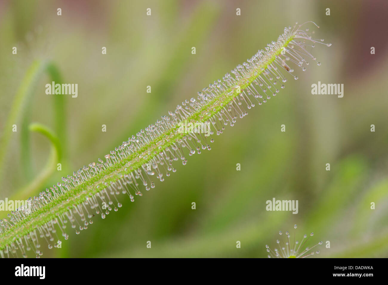Drosera Capensis Albino. Cape sundew tentacules collantes sur les feuilles Banque D'Images