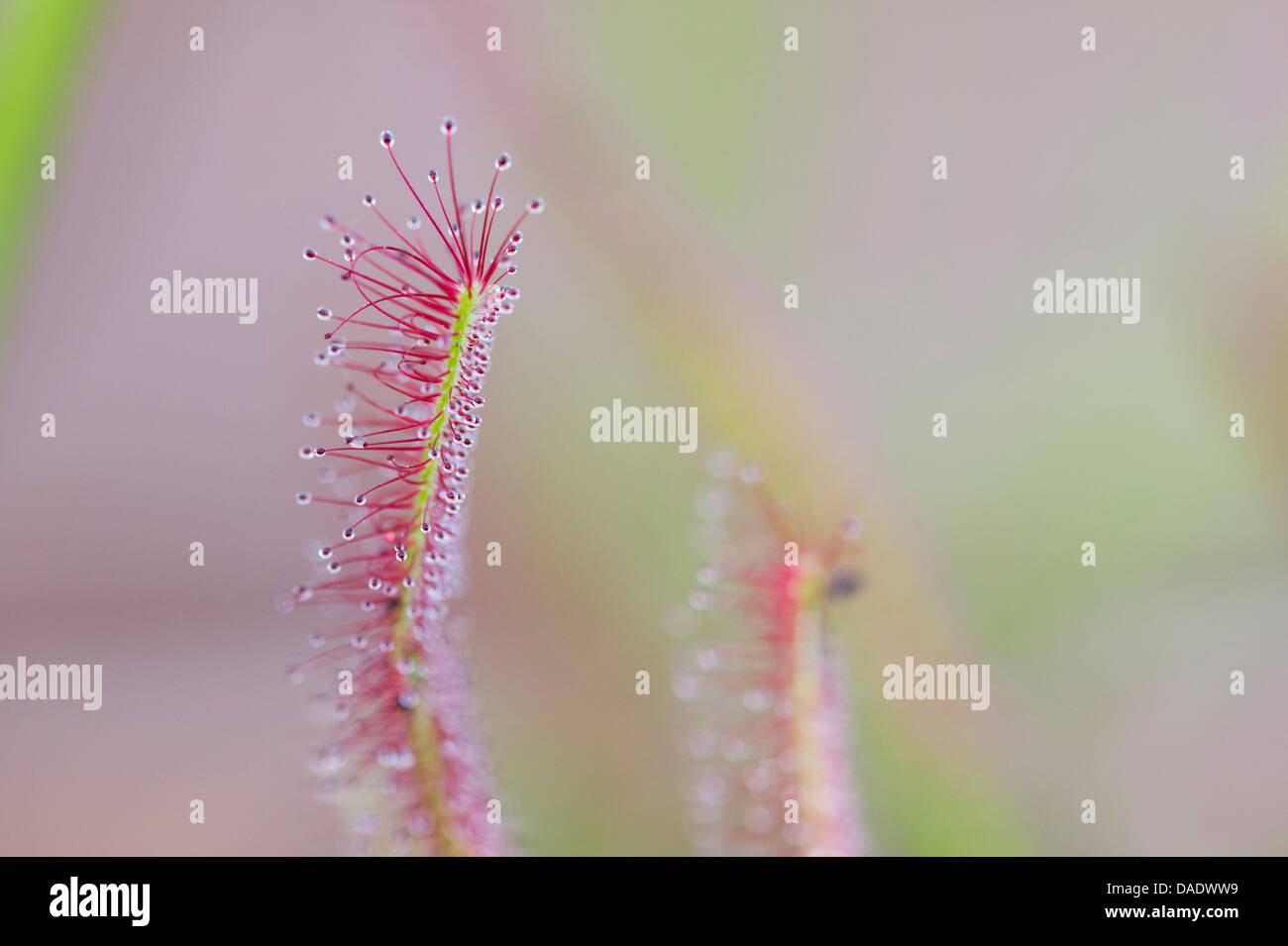 Drosera capensis. Red Cape sundew tentacules collantes sur les feuilles Banque D'Images