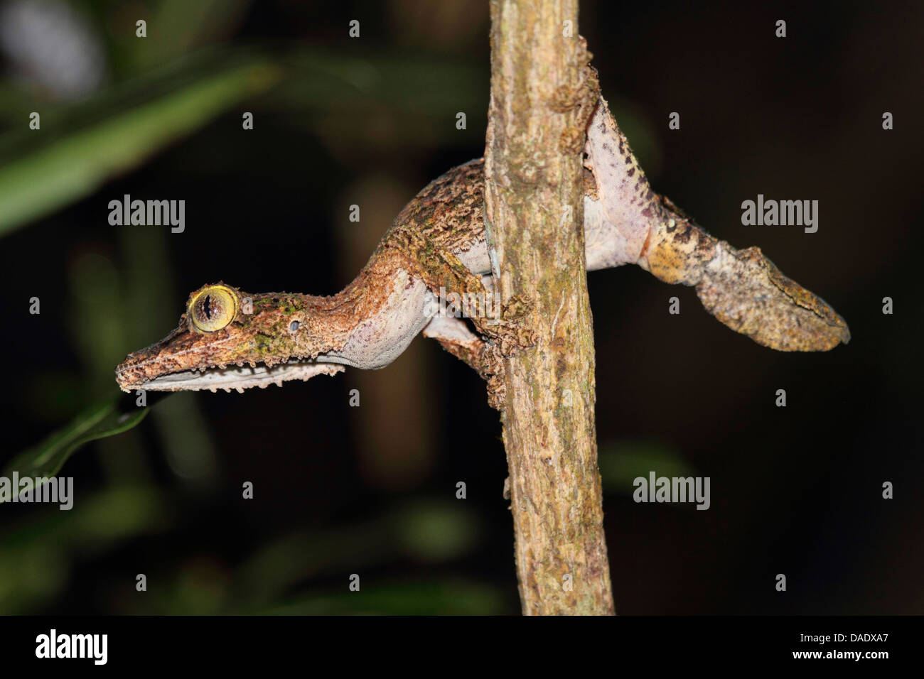 Gecko à queue de feuille moussus (Uroplatus sikorae), assis sur une branche, Madagascar, Toamasina, Parc National Mantadia Andasibe Banque D'Images