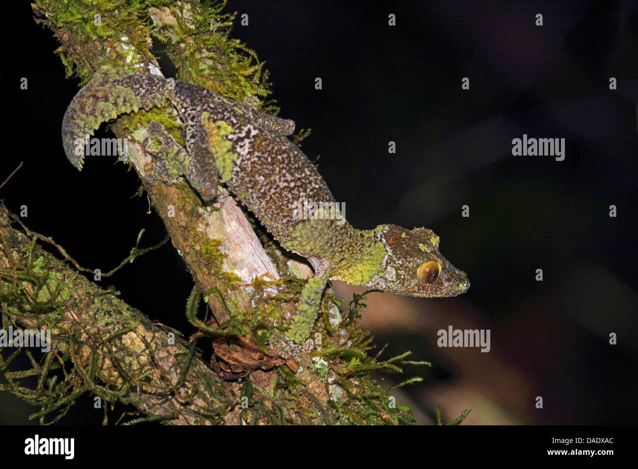 Gecko à queue de feuille moussus (Uroplatus sikorae), assis sur une branche à la recherche autour de, Madagascar, Toamasina, Parc National Mantadia Andasibe Banque D'Images