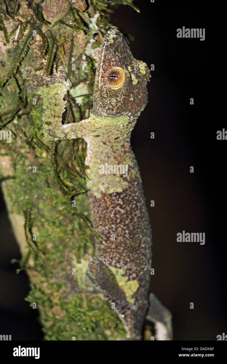 Gecko à queue de feuille moussus (Uroplatus sikorae), assis sur une branche, Madagascar, Toamasina, Parc National Mantadia Andasibe Banque D'Images