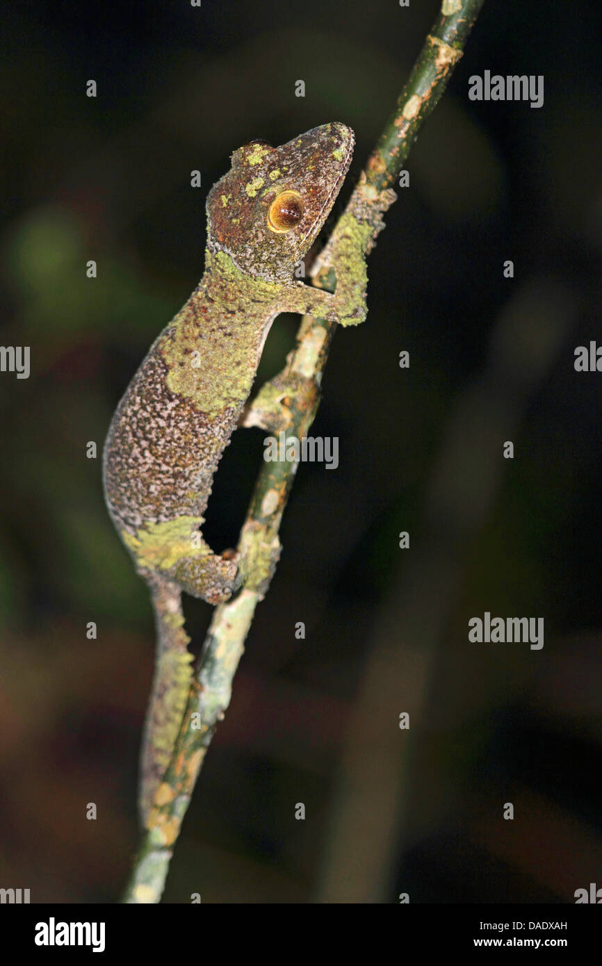 Gecko à queue de feuille moussus (Uroplatus sikorae), assis sur la branche fine, Madagascar, Toamasina, Parc National Mantadia Andasibe Banque D'Images