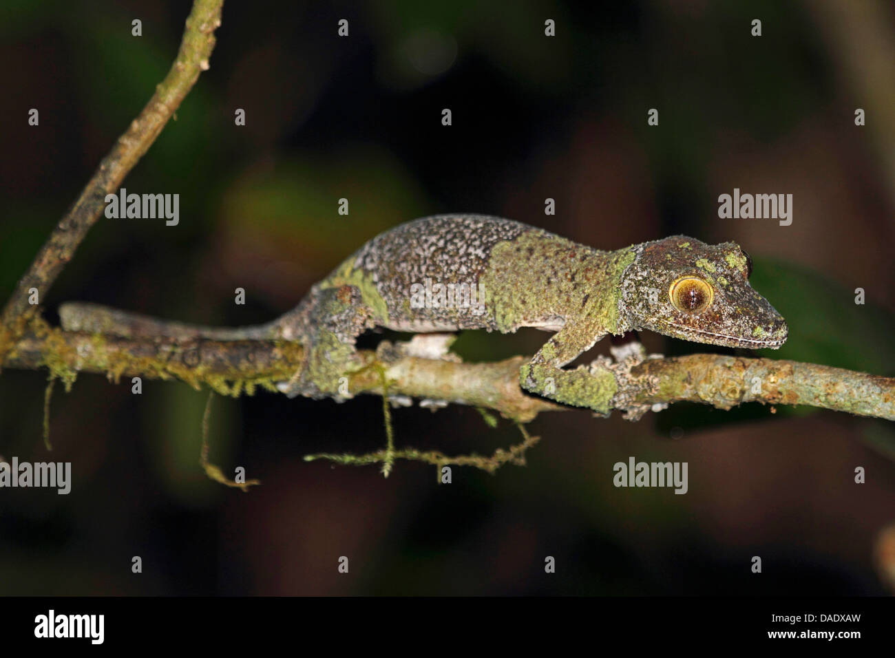 Gecko à queue de feuille moussus (Uroplatus sikorae), assis sur la branche fine, Madagascar, Toamasina, Parc National Mantadia Andasibe Banque D'Images