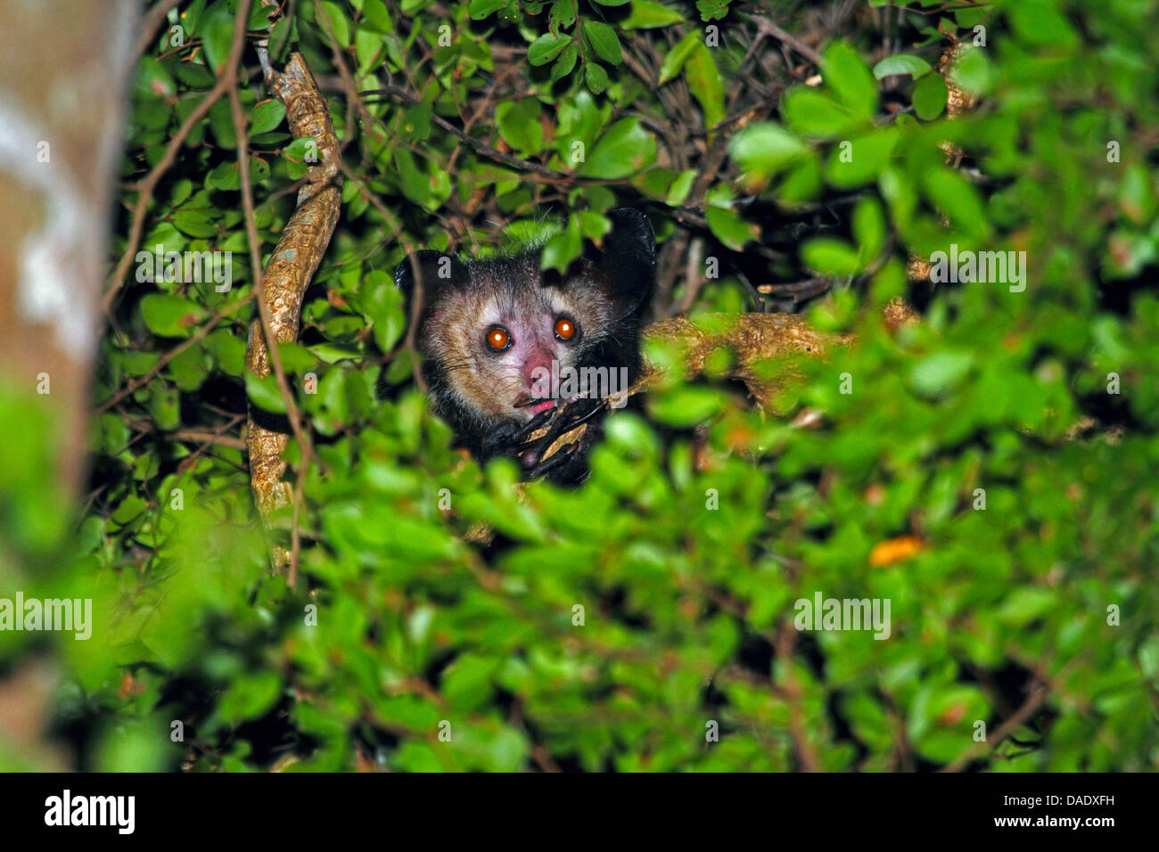 Aye-aye (Daubentonia madagascariensis), la tête dépasse du feuillage, Madagascar, Antsiranana, Daraina Banque D'Images