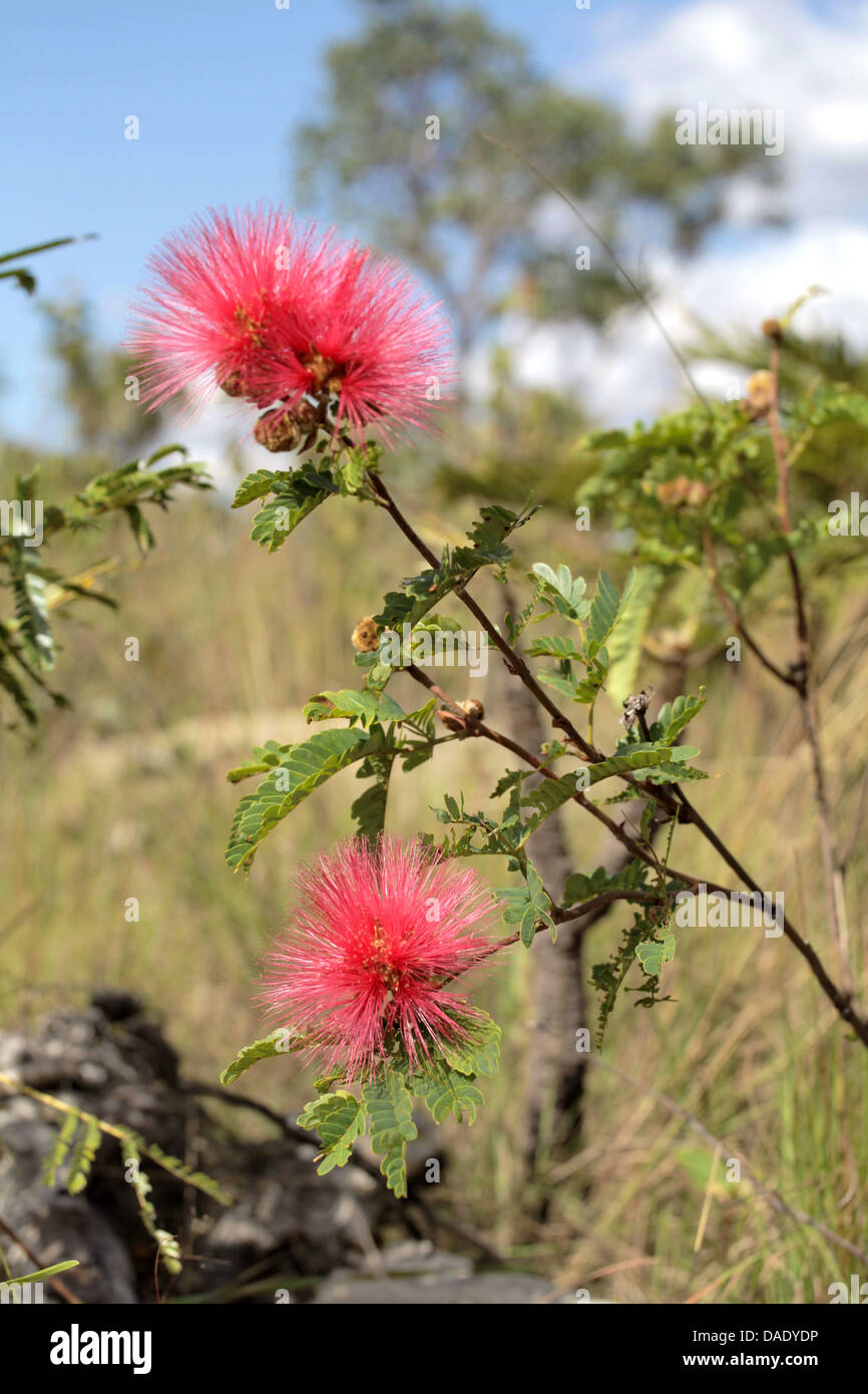 Fleur de la Chapada dos Veadeiros Goias Brésil Banque D'Images