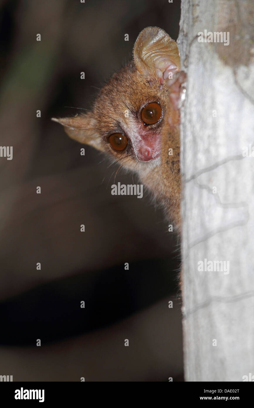 Lémurien souris moindre, gris souris, gris-souris lémurien lemur (Le Microcebus murinus), sur le site de derrière un tronc d'arbre, Madagascar, Toliara, forêt de Kirindy Banque D'Images