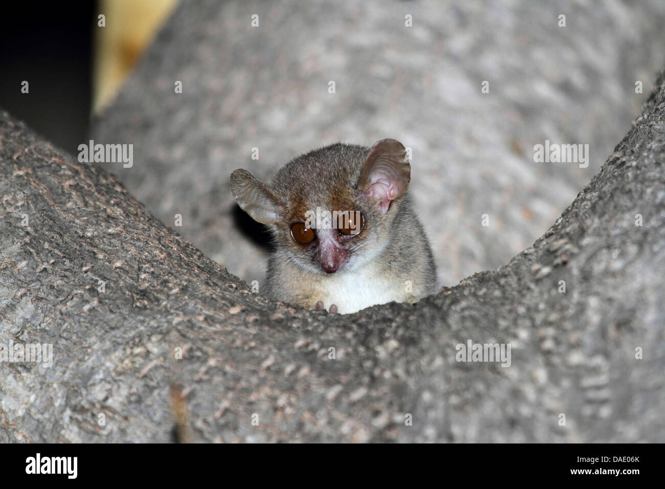 Lémurien souris moindre, gris souris, gris-souris lémurien lemur (Le Microcebus murinus), est assis dans la fourche de la direction générale et est à la recherche vers le bas, Madagascar, Toliara, forêt de Kirindy Banque D'Images