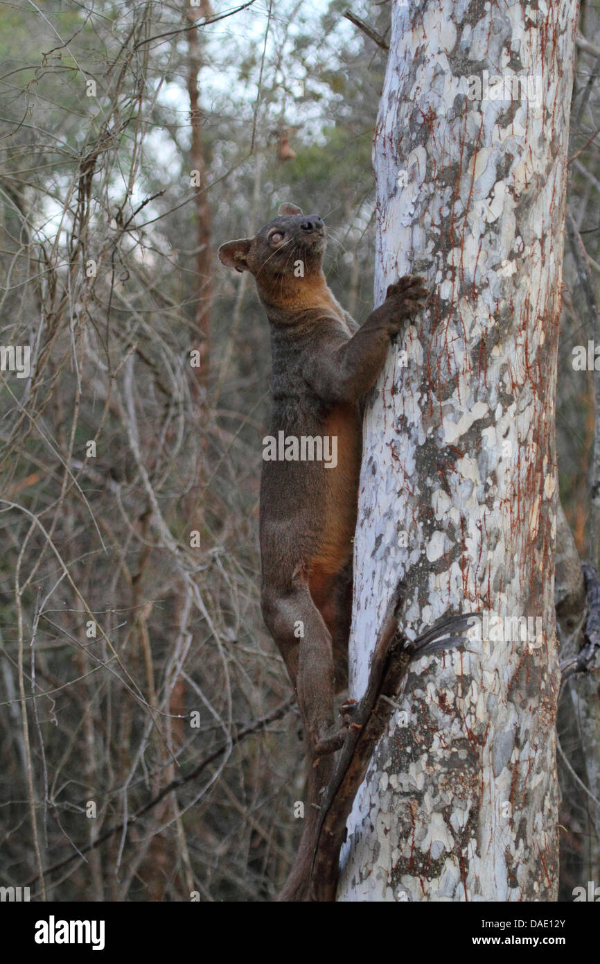 Fossa (Cryptoprocta ferox), escalade un arbre tôt le matin, le plus grand prédateur de Madagascar, Madagascar, Toliara, forêt de Kirindy Banque D'Images