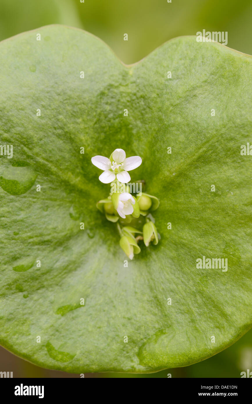 Le Montia perfoliata chez, Close up de l'hiver le pourpier fleur. Banque D'Images