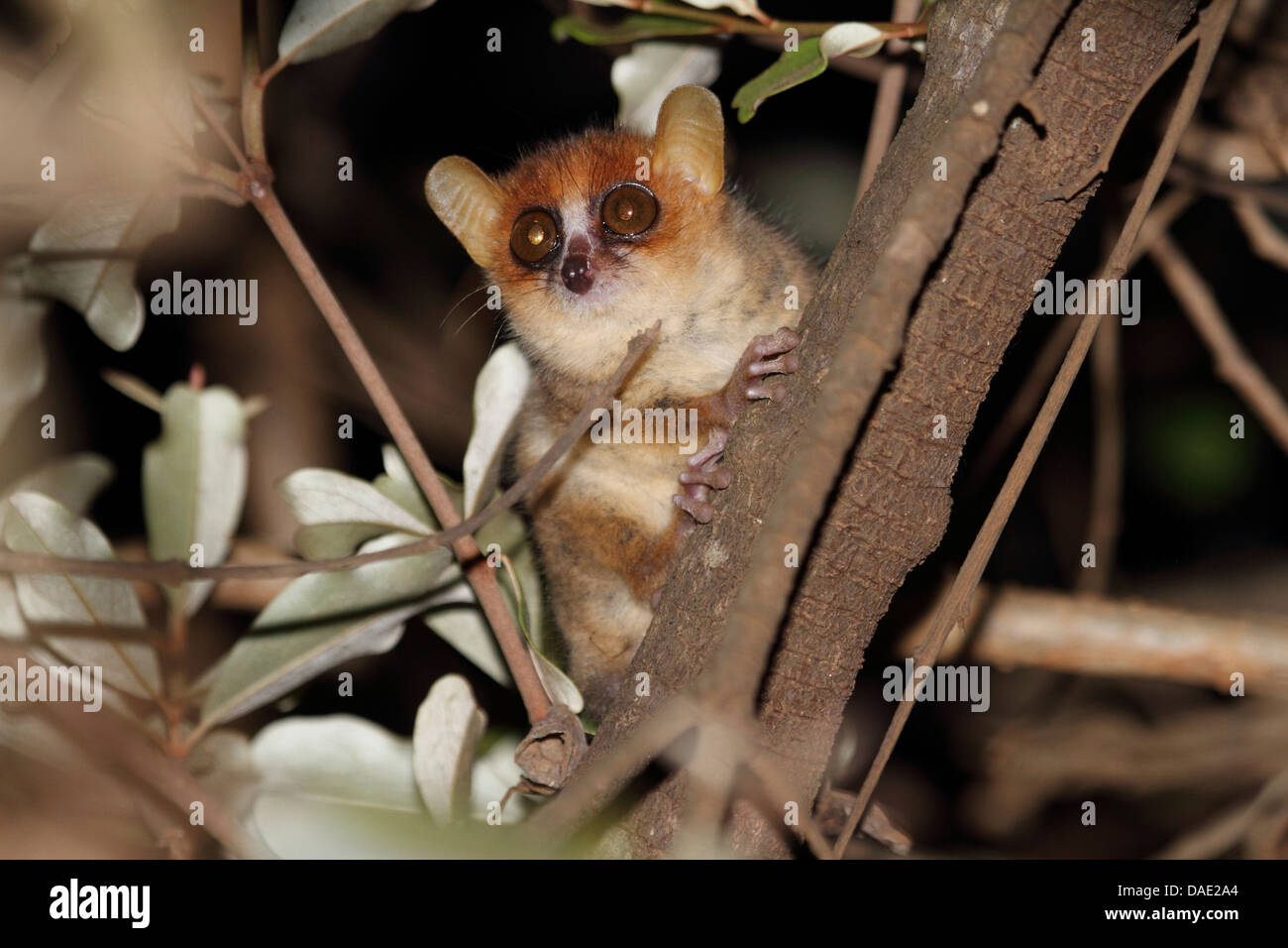 Souris pygmée, Peter's Lemur Lemur (Microcebus Myoxinus Souris), Sitting on tree trunk, de Madagascar, de la réunion, le Parc National Tsingy de Bemaraha, Bekopaka Banque D'Images